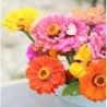 Zinnia elegans - rosa mÃ­stica - semillas ecologicas