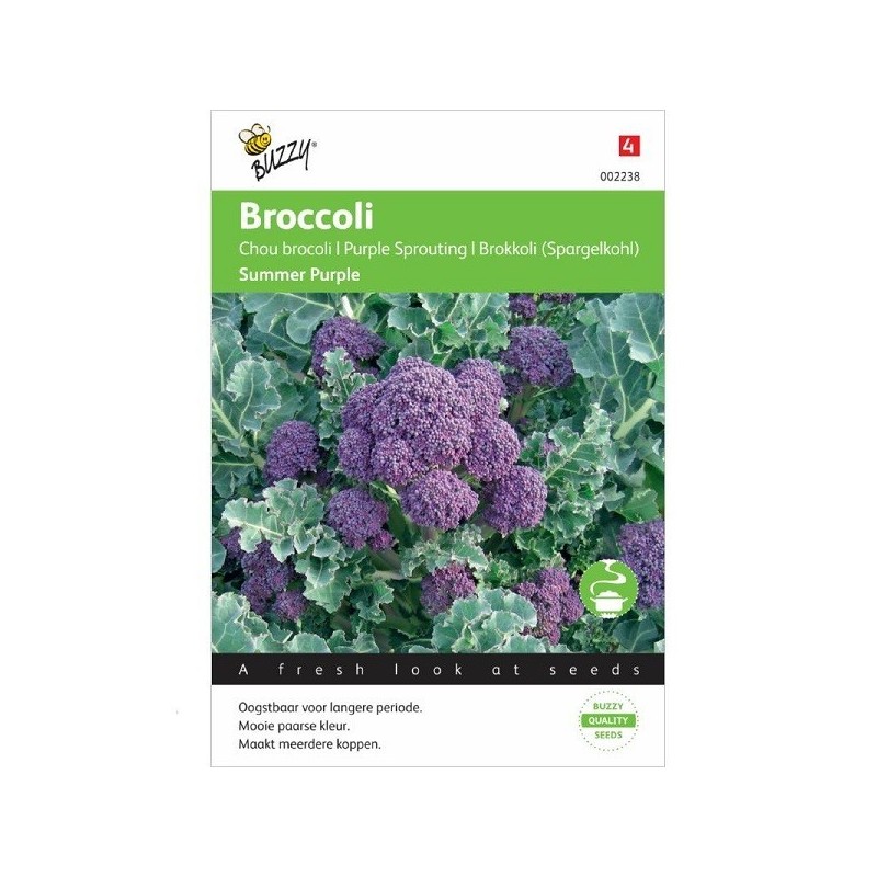 brocoli morado summer purple
