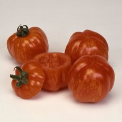 tomate red cavern (semillas ecolÃ³gicas)