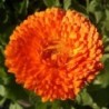 Calendula Officinalis (Semillas no tratadas)