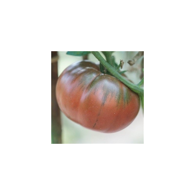 tomate negro de Tula - semillas sin tratamiento