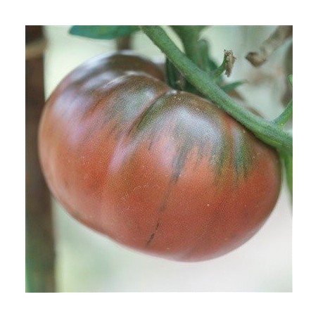 tomate negro de Tula - semillas sin tratamiento