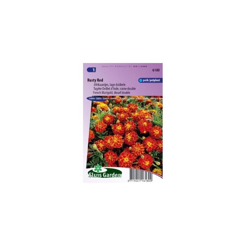 tagete doble enano Rusty red (Tagetes patula nana)