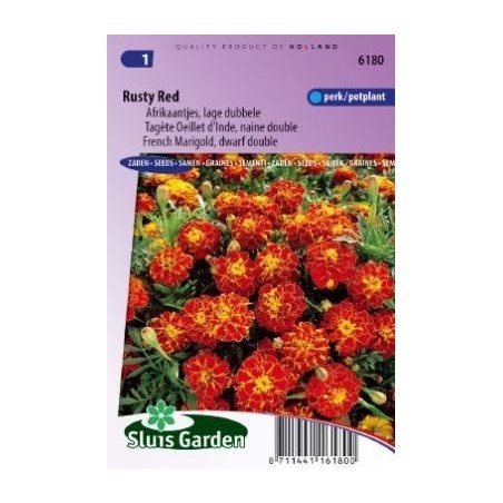 tagete doble enano Rusty red (Tagetes patula nana)
