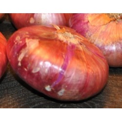 cebolla roja de Zalla (semillas ecolÃ³gicas)