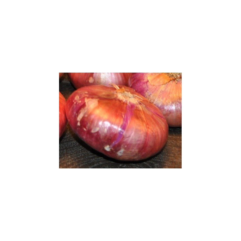 cebolla roja de Zalla (semillas ecolÃ³gicas)