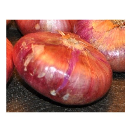 cebolla roja de Zalla (semillas ecolÃ³gicas)