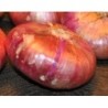 cebolla roja de Zalla (semillas ecolÃ³gicas)