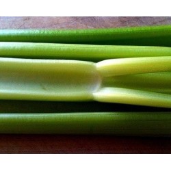 apio del pais - semillas ecolÃ³gicas