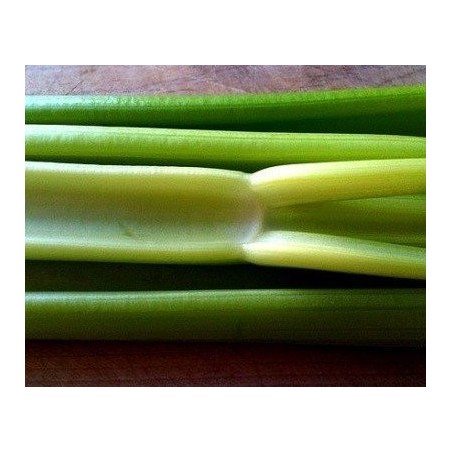 apio del pais - semillas ecolÃ³gicas