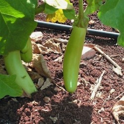 berenjena larga verde de Louisiana - semillas no tratadas