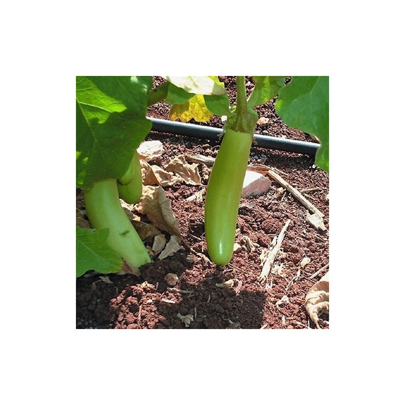 berenjena larga verde de Louisiana - semillas no tratadas