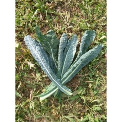 kale lacinato nero di Toscana (semillas no tratadas)