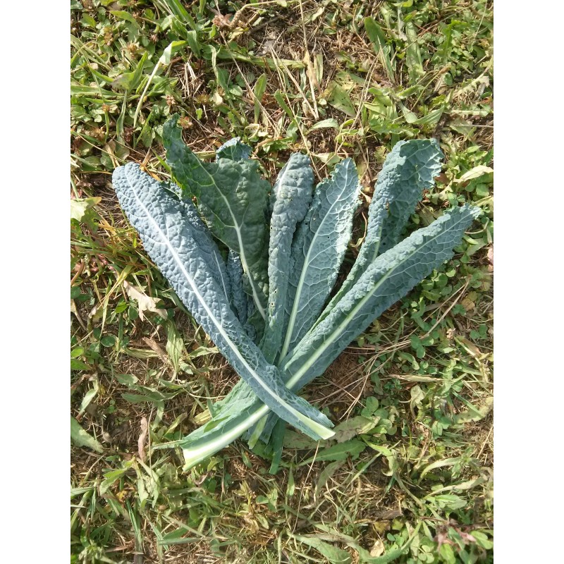 kale lacinato nero di Toscana (semillas no tratadas)
