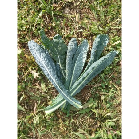 kale lacinato nero di Toscana (semillas no tratadas)