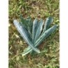 kale lacinato nero di Toscana (semillas no tratadas)
