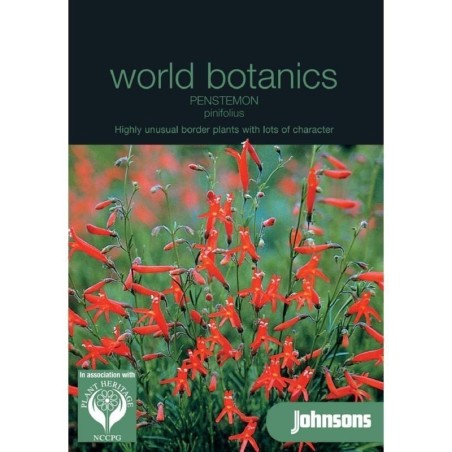 penstemon pinifolius