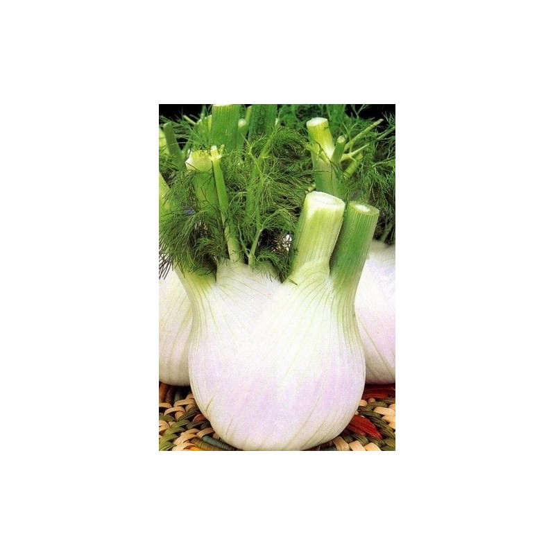 hinojo blanco extra 120 dias semillas ecolÃ³gicas