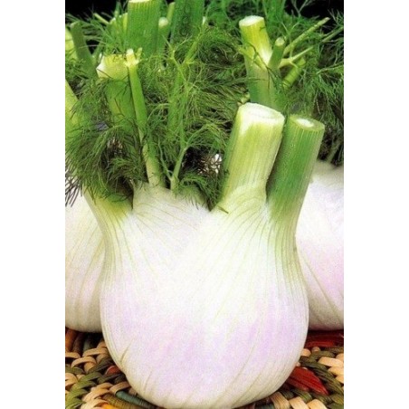 hinojo blanco extra 120 dias semillas ecolÃ³gicas