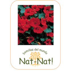 capuchina roja Emperatriz de la India (Sin tratamiento)