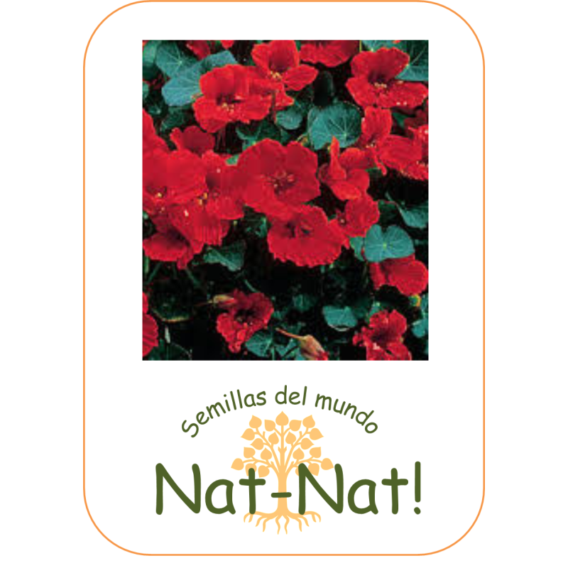 capuchina roja Emperatriz de la India (Sin tratamiento)