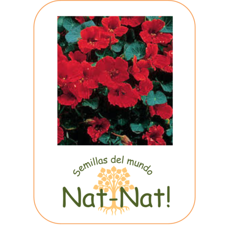 capuchina roja Emperatriz de la India (Sin tratamiento)