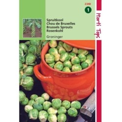 col de Bruselas groninger