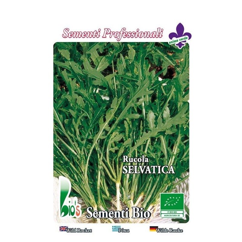 rucula selvatica - semillas ecologicas