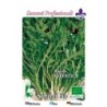 rucula selvatica - semillas ecologicas