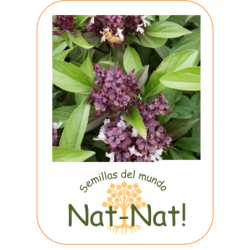 albahaca tailandesa reina de Siam