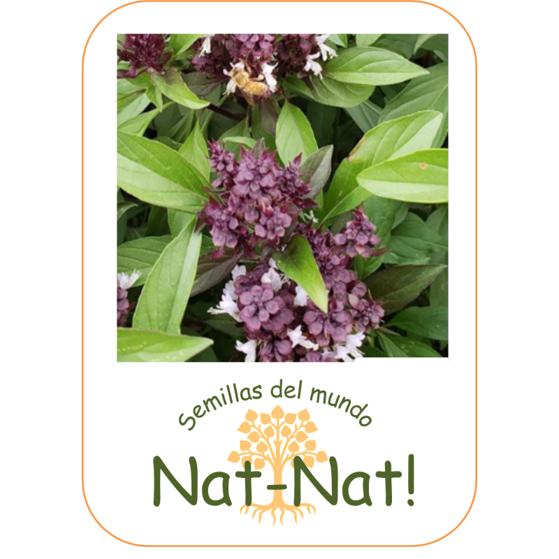 albahaca tailandesa reina de Siam