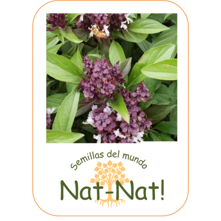 albahaca tailandesa reina de Siam