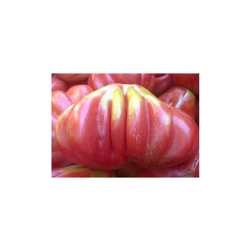 tomate tlacolula
