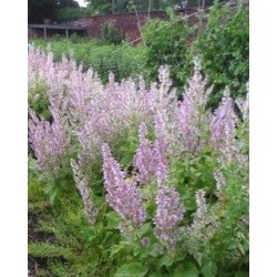salvia romana - semillas ecolÃ³gicas