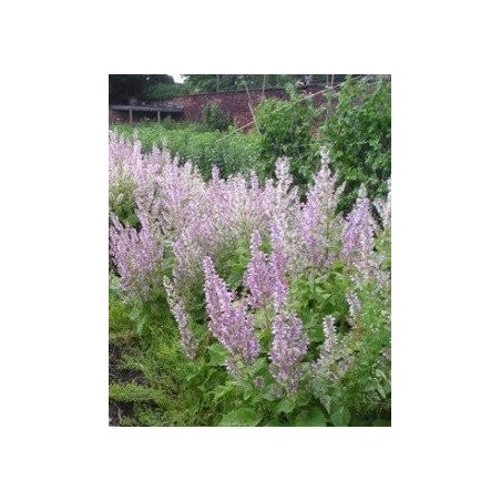 salvia romana - semillas ecolÃ³gicas