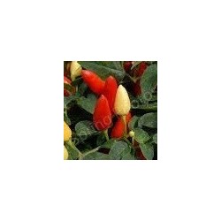 guindilla hot prairie fire - semillas no tratadas