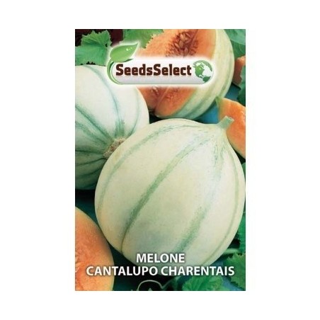 melon cantalupo charentais