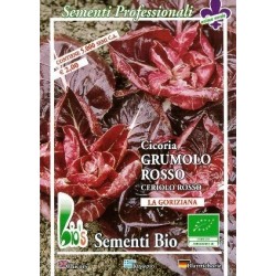 achicoria grumolo rojo - semillas ecologicas