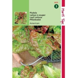 lechuga de hoja americana