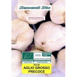 ajo de siembra blanco sprint - ecologico