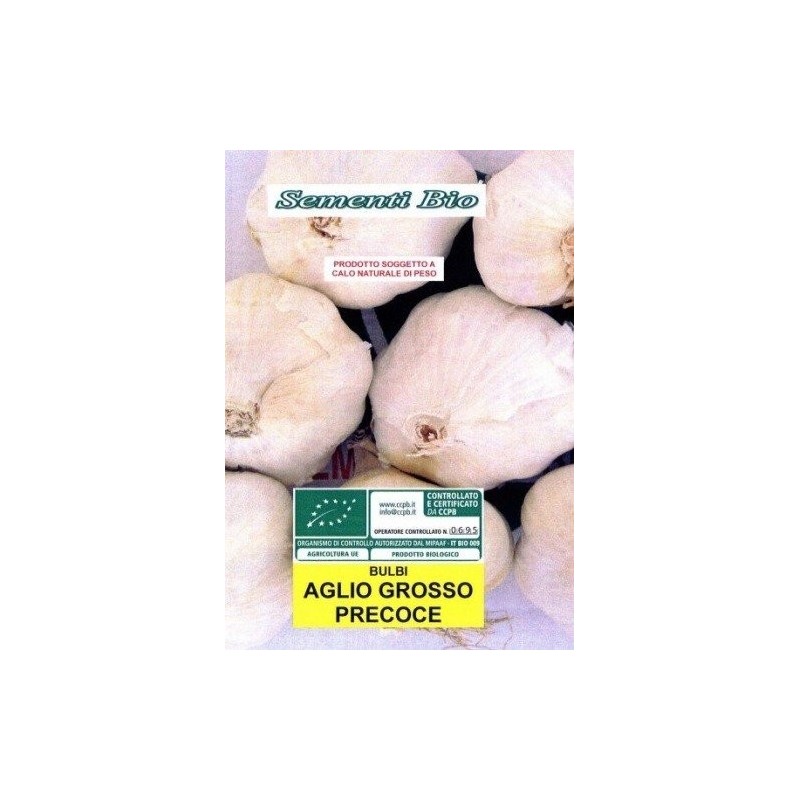 ajo de siembra blanco sprint - ecologico