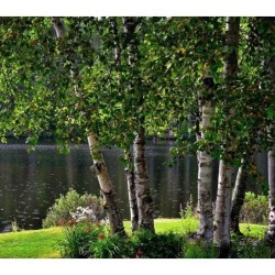 abedul (betula alba)