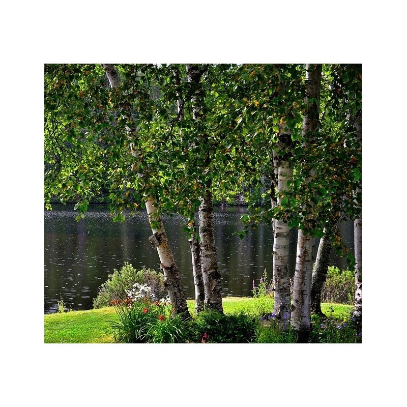 abedul (betula alba)