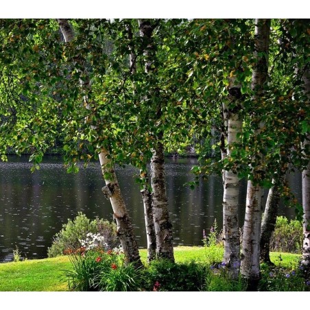 abedul (betula alba)