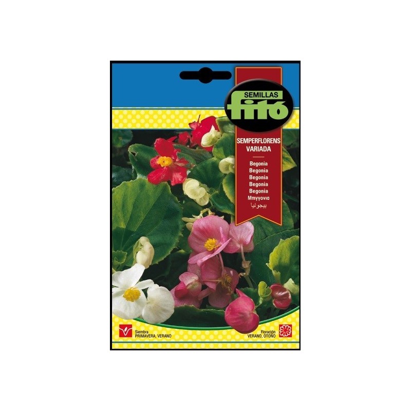 Begonia Semperflorens Variada