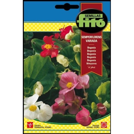 Begonia Semperflorens Variada