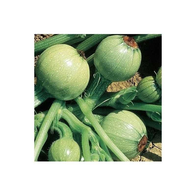 calabacin redondo de Niza - semillas no tratadas