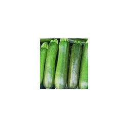 calabacÃ­n black beauty (semillas ecolÃ³gicas)