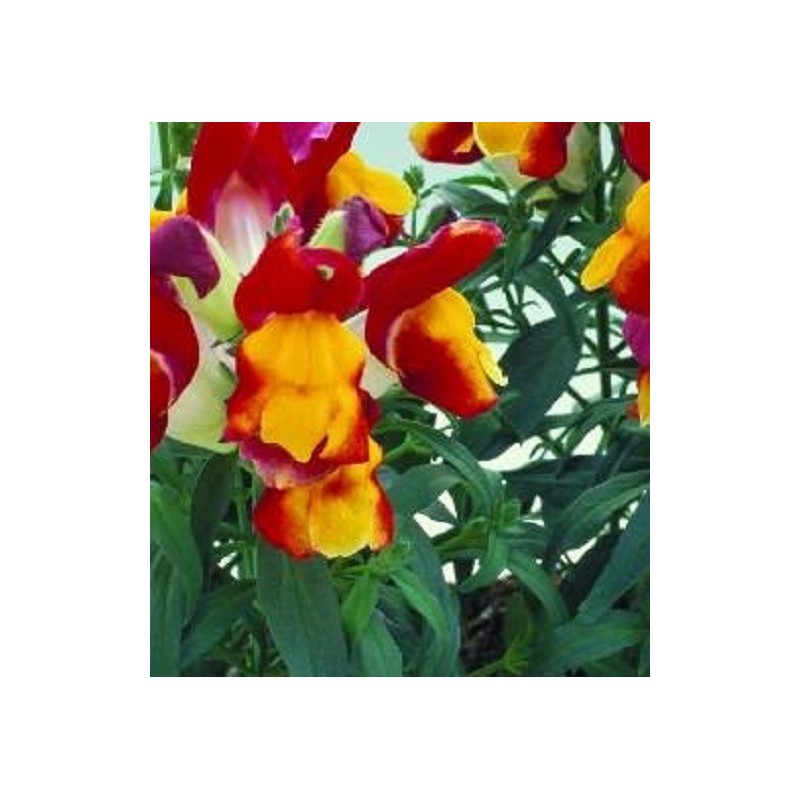 boca de dragÃ³n floral showers red yellow - semillas sin tratamiento
