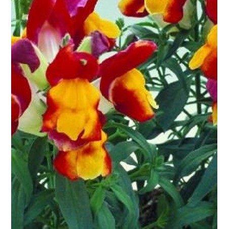 boca de dragÃ³n floral showers red yellow - semillas sin tratamiento